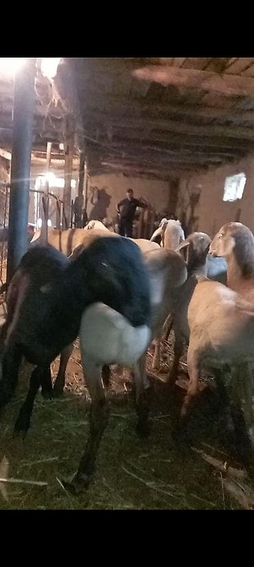 на забой: Продаю | Овца (самка) | На забой | Матка — 2