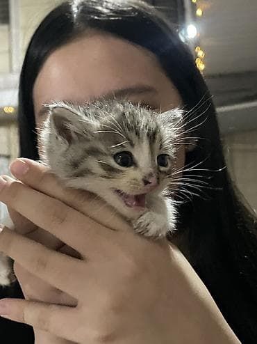 кошка котенок: Котёнок, полосатый табби с белыми лапками и грудкой. - Возраст — 5