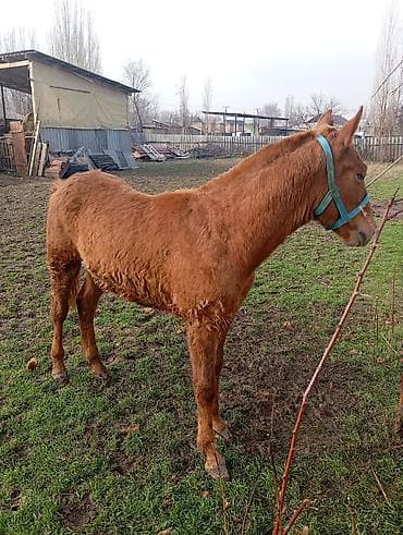 прокат лошадей: Продаю | Жеребенок | Конный спорт — 5