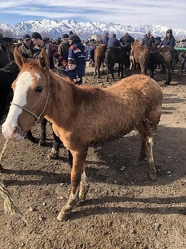 сколько стоит лошади: Продаю | Жеребец | Полукровка | Рабочий — 3