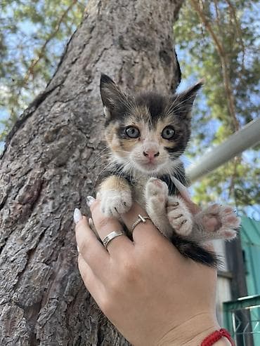 кошка 302: Мы отдаём котят в добрые, заботливые и любящие руки. Котята ласковые — 6