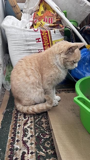 отдам кошка: Девочка — 4