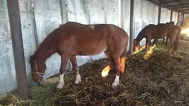 лошади кони: Продаю | Конь (самец) | Рабочий | Мерин — 1