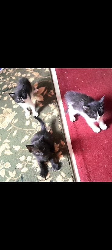 котяты: Кошка даром: Гималайская, 2 месяца, Девочка, Приучена к лотку — 7