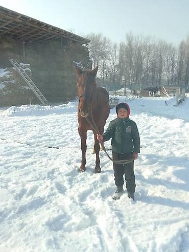 лошадь тяжеловес: Продаю | Конь (самец) | Конный спорт — 3