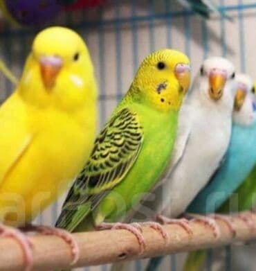 трафареты для рисования животных: Попугаи, попугай волнистые хорошо учатся говорить и приручаются к — 3