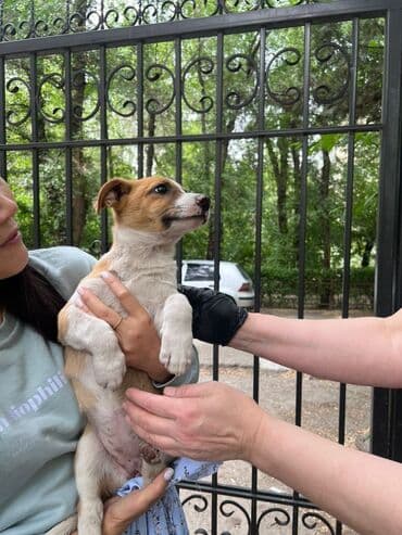 щенки белгийскоц овчарки: Ит бекер берилет: 2 айлык, Эркек — 26