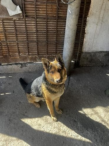 собака каракол: Немецкая овчарка, 1 год, Самец — 5