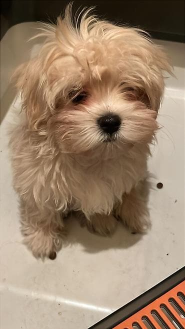 отпугиватель для собак: 🐕 ДРЕССИРОВКА СОБАК | ГАРАНТИЯ РЕЗУЛЬТАТА Хотите воспитанного и — 9