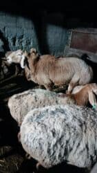 хомяк домашний купить: Продаю | Баран (самец) | Гиссарская, Арашан | Для разведения | Племенные, Осеменитель — 2