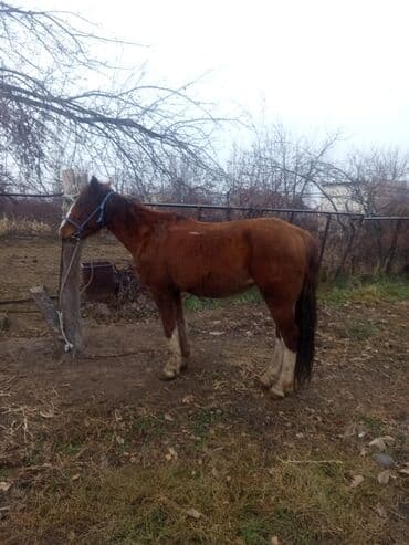 продаю лошадь: Продаю | Жеребец | Кара Жорго — 2