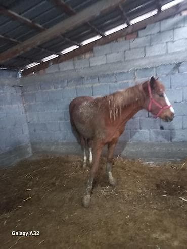 Продаю | Кобыла (самка)