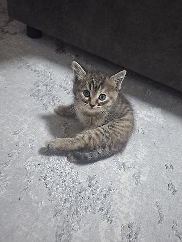 Котята домашние, пушистые комочки радости. мама на половину британка