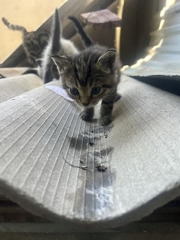 отдаём: Отдам в добрые руки котят и маму-кошку!🌸 На фото — вся семья: мама и 4 — 6