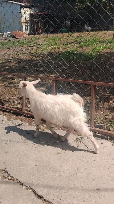 яйца фазан: Продаю | Козлёнок | Зааненская | Для молока | Племенные — 7