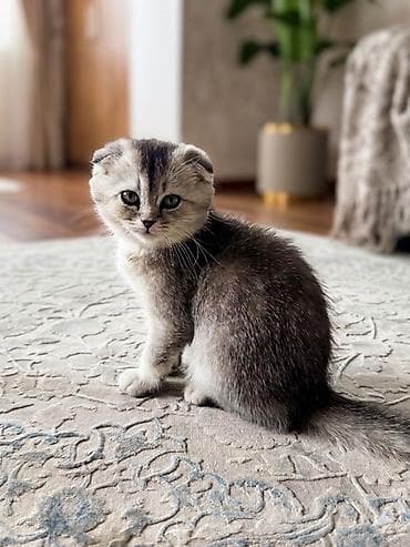 scottish fold: Шотландский вислоухий котёнок (Scottish Fold) Девочка 2,5 месяца - — 1