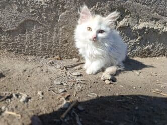 возьму котят: 2 айлык, Ургаачы, Ак, Лотокко барууга үйрөтүлгөн — 7