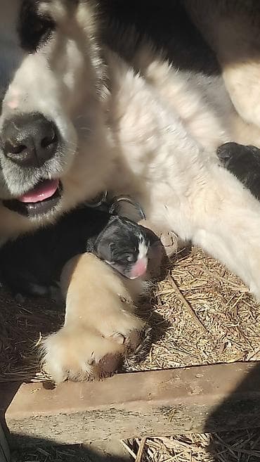 шатландские кошки: Щенки от крупной сторожевой собаки Предлагаются щенки от мощной — 2