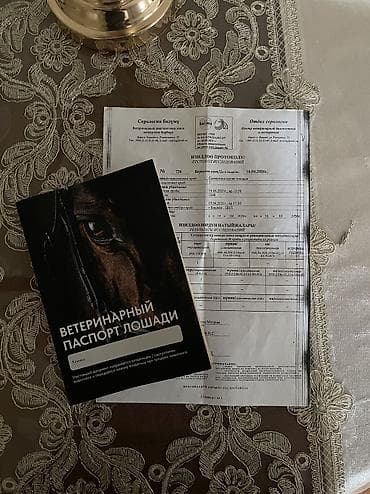 месячные телята: Продаю | Жеребец | Английская | Для разведения, Конный спорт | Осеменитель — 5
