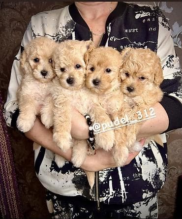 Другие животные: Той пудели . С документами! Идеальная порода которая не линяет и не — 3