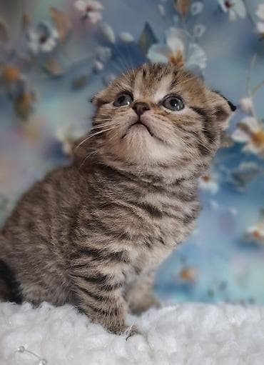 Продажа кошек: Скотиш Фолд (Шотландская вислоухая), 2 месяца, Девочка, Приучена к лотку, Проглистована — 8