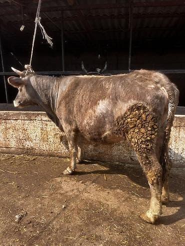 Продаю | Корова (самка) | Для молока | Стельные — 2