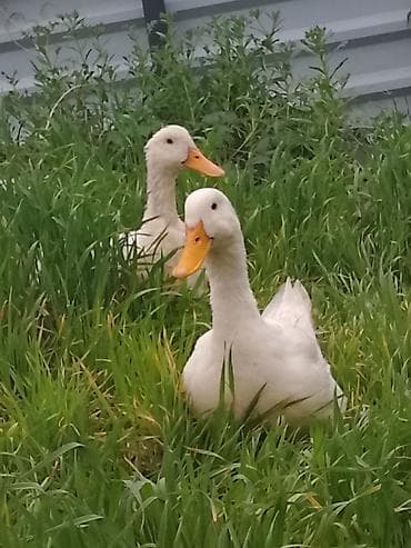 Домашние утки белой породы (2 головы) - Окрас: белый, клюв и лапы