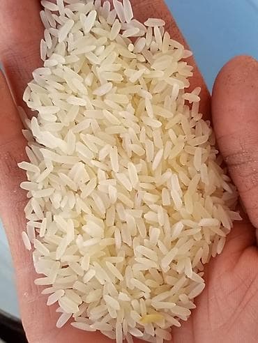 кукуруза с качаном: Рис Лазер Узбекстандыкы 1.5 тонна бар оптом баада сатылат! — 1