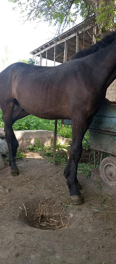 я ищу лошадь: Продаю | Конь (самец) | Рабочий — 2