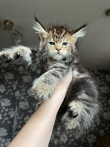шотландские вислоухие котята: 🐾 ЭЛИТНЫЕ КОТЯТА МЕЙН-КУН 🐾 с полным пакетом документов — 5