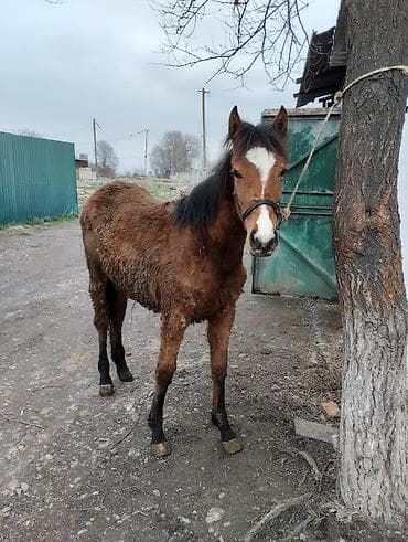 лошади жеребята: Продаю | Жеребенок | Полукровка | Конный спорт | Племенные — 3
