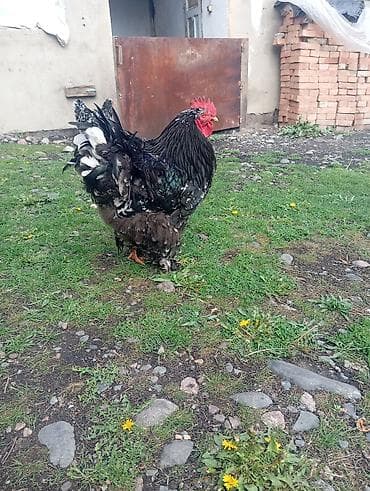 Үй жана бакча: Продается инкубационные яйца, брама+ кохинхин — 2