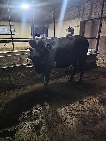 куплю корову на мясо: Продаю | Бык (самец) | На откорм | Привязанные — 2