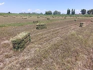 Люцерна второй укос. Самовывоз с поле.Село Озёрное . Тюки большие