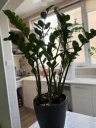 гидропоника купить: Продается долларовое дерево или замиокулькас. Высота 1м 18 см вместе с — 2