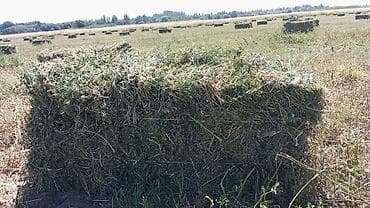 Сено в тюках
клевер 90см 
по 200сом — 1