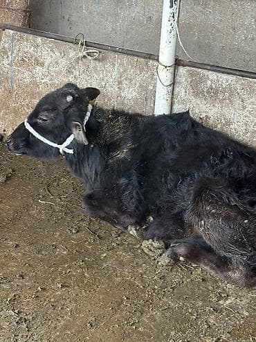 бык семинтал: Продаю | Бык (самец) | Алатауская | На откорм | Привязанные — 3