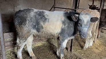 курица живая: Продаю | Бык (самец) | Симментальская, Бельгийская | Для разведения | Искусственник — 3