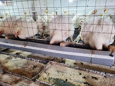 ат бишкек: Продаются домашние бройлеры мясного кросса. ✅ Живой вес — 255 сом/кг — 5