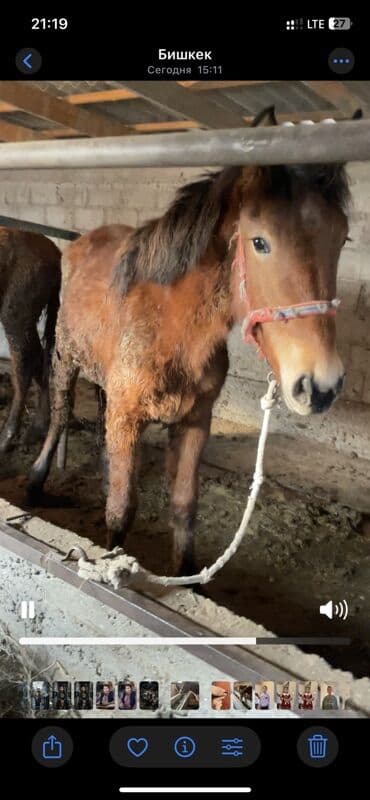 Иттер: Сатам | Бээ (ургаачы) | Аргын | Көбөйтүү үчүн — 4