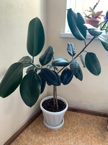 диффенбахия купить: 2 фикуса в горшке и 1 диффенбахия. про фикусы: Высота 1.5 - 2 метра — 10