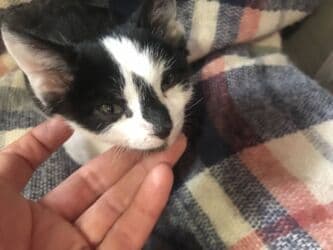 Рыбы: Кошка даром: Беспородная, 2 месяца, Мальчик, Приучена к лотку — 3