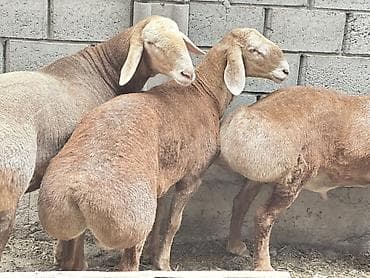 Баран, овца: Продаю | Баран (самец) | Для разведения | Племенные — 7