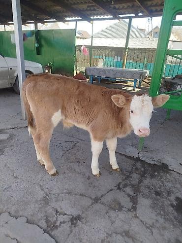 Другие животные: Продаю | Бык (самец) | Симментальская | Для разведения | Искусственник — 1