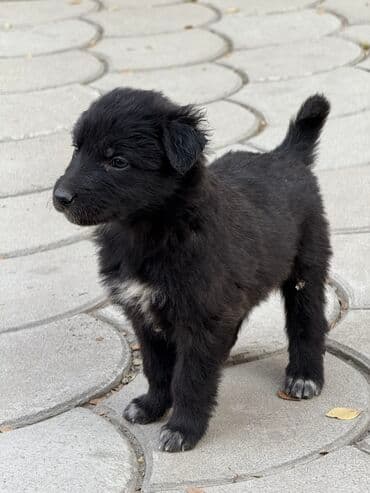 щенок породистый: Пристраиваем щенков в хорошие добрые руки. Метис, короткошёрстный — 7