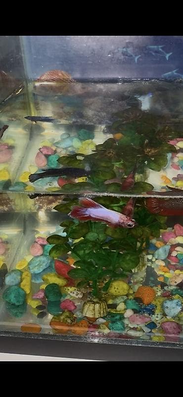 корым: Бойцовые рыбки (Betta splendens) — разноцветные самцы и самки — 9