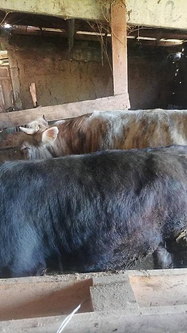 жугору бишкек: Сатам | Бука (эркек) | Бордоп семиртүү үчүн | Асыл тукумдуу — 3