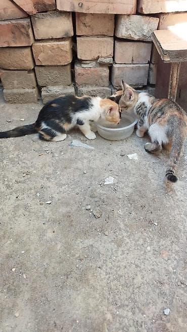 Животные: Котята трехцветной окраски - Два котенка с ярким трёхцветным окрасом — 1