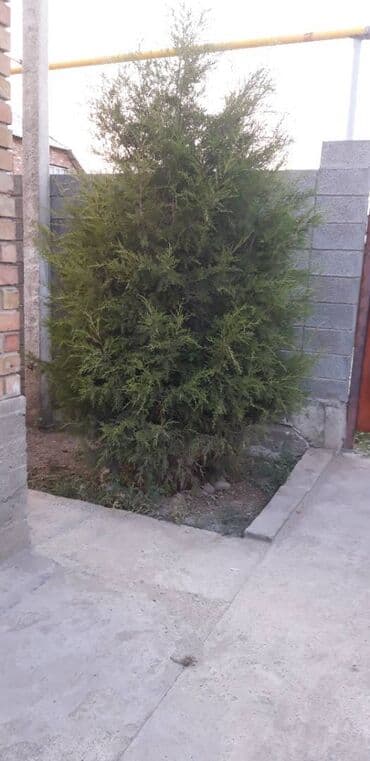 Высота 3 м .ц.7000