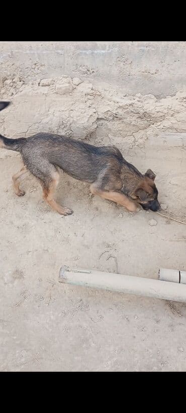Вязка собак: Бельгийская овчарка, 2 месяца, Самец — 13